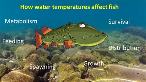 Weather and water temperature affecting fishing